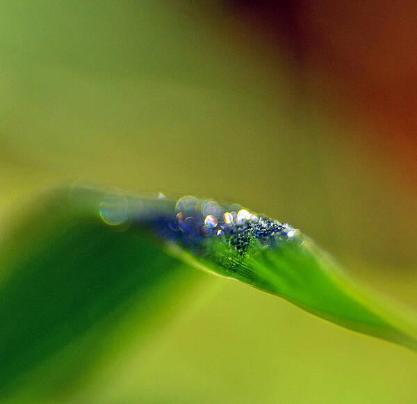 Water Art Print featuring the photograph Dewdrops by Bill Morgenstern