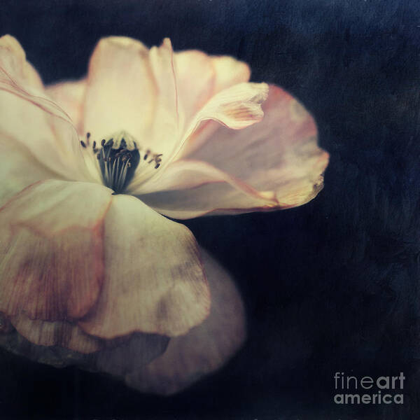Poppy Art Print featuring the photograph Light in the dark by Priska Wettstein