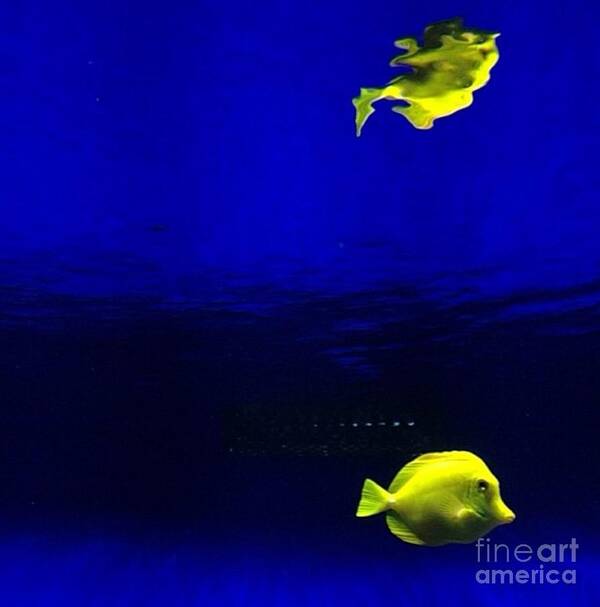 Fish Art Print featuring the photograph Distortion by Denise Railey