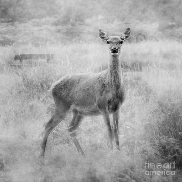 Doe Art Print featuring the photograph Doe A Deer A Female Deer In Mono by Linsey Williams
