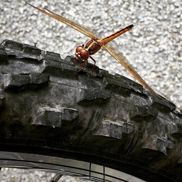 Insect Art Print featuring the photograph Dragon Fly Perched On Bicycle Tire by Juan Silva