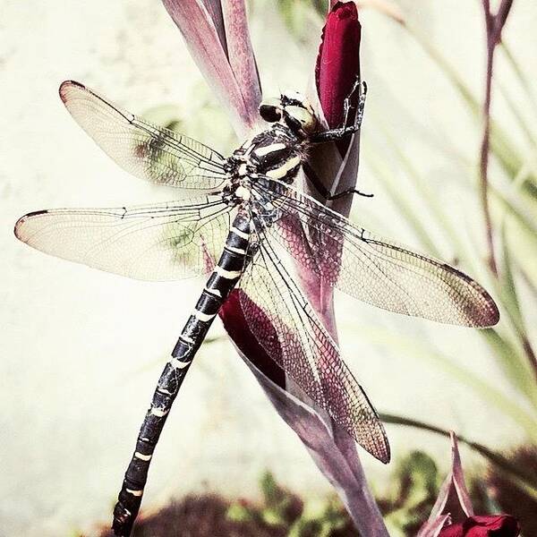 Beautiful Art Print featuring the photograph Dragonfly #portfolio #photooftheday by Davide Rigatti