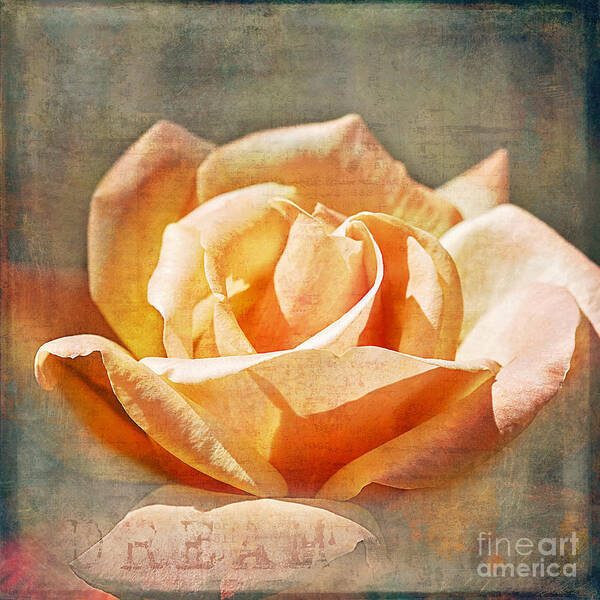 Rose Art Print featuring the photograph Dream by Linda Lees