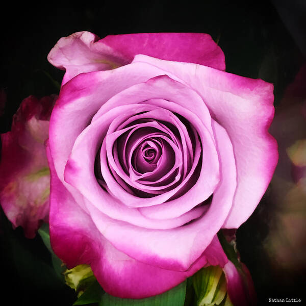 Rose Art Print featuring the photograph Dreamy Pink by Nathan Little