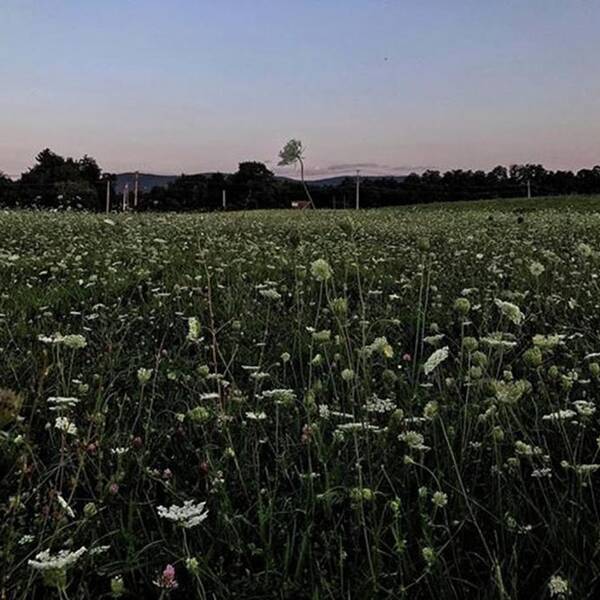 Nightfall Art Print featuring the photograph Dusk Over A Field Of Wild Flowers by Blake Butler