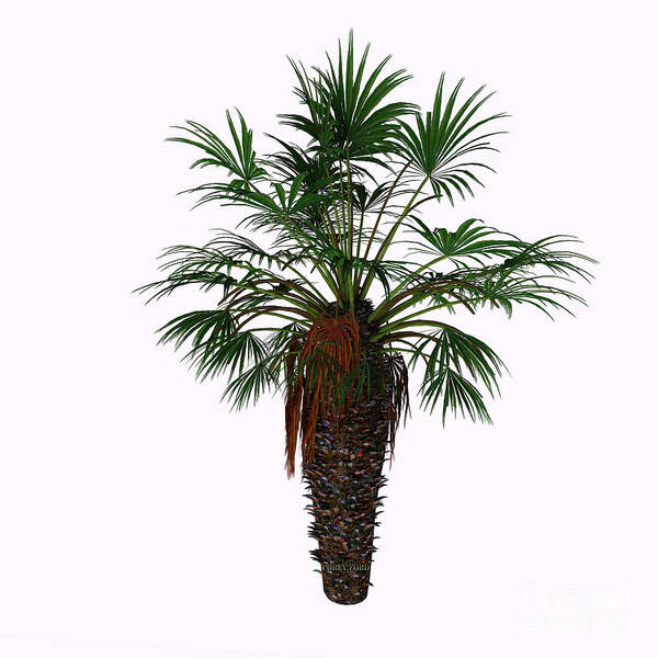 3d Illustration Art Print featuring the painting Dwarf Fan Palm Tree by Corey Ford