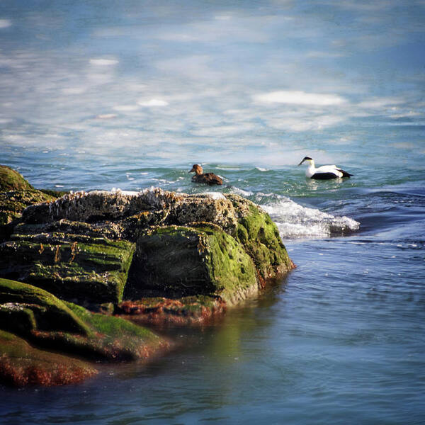 Eider Art Print featuring the photograph Eider in Icy Waters by Vicki Jauron