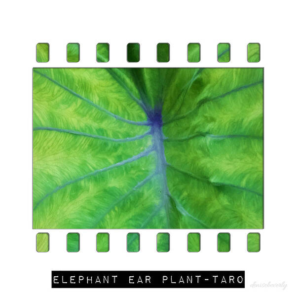 Elephant Ear Art Print featuring the photograph Elephant Ear Plant - Taro by Denise Beverly