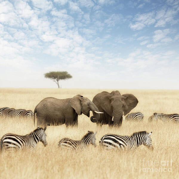Elephant Art Print featuring the photograph Elephants and zebras in the grasslands of the Masai Mara by Jane Rix