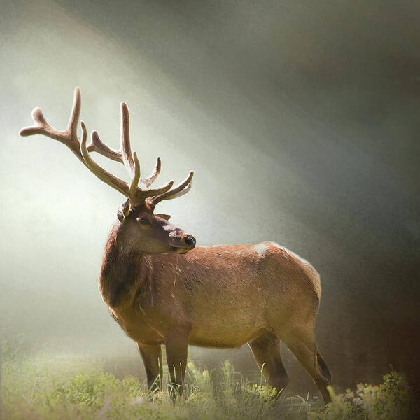 Animal Art Print featuring the photograph Elk in Suns Rays by David and Carol Kelly