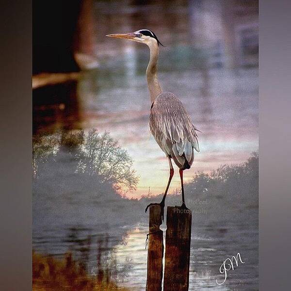 Enlight Art Print featuring the photograph #enlight #heron #sunset #bayou by Joan McCool