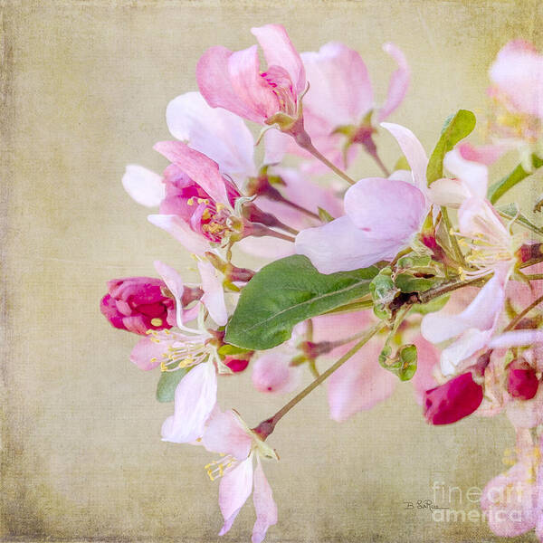 Blossom Art Print featuring the photograph Enticement by Betty LaRue