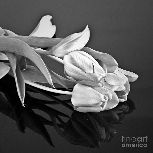 Tulips Art Print featuring the photograph Even Tulips are Beautiful in Black and White by Sherry Hallemeier