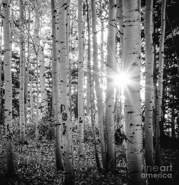 Black And White Art Print featuring the photograph Evening In An Aspen Woods BW by The Forests Edge Photography - Diane Sandoval