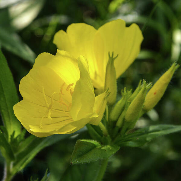 Wildflowers Art Print featuring the photograph Evening Primrose by Tana Reiff