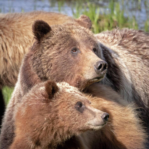 Grizzly Bear Art Print featuring the photograph Ever Watchful Mother by Jack Bell