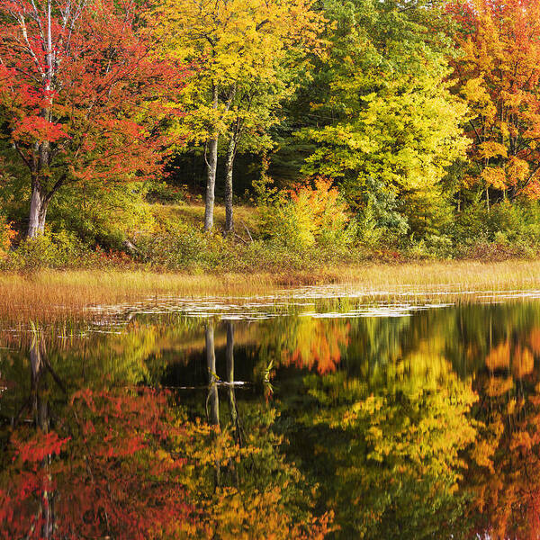 Fall Reflection Art Print featuring the photograph Fall Reflection by Chad Dutson