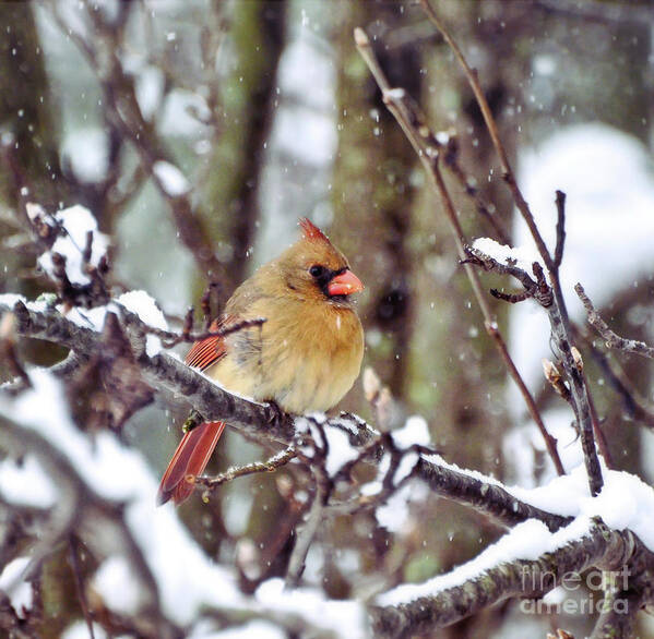 Female Cardinal Art Print featuring the photograph Female Cardinal As the Snow Falls by Kerri Farley