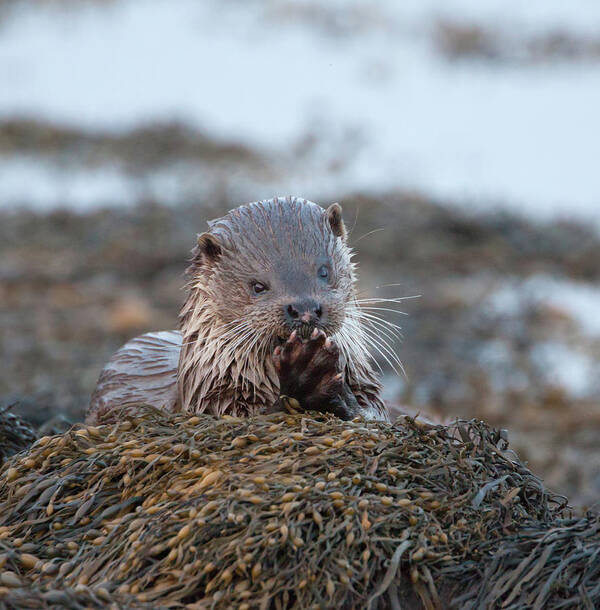 Otter Art Print featuring the photograph Female Otter Eating by Pete Walkden