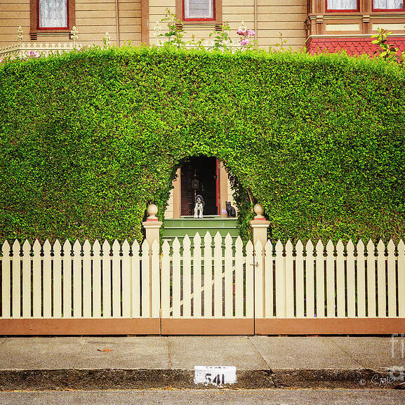 American Art Print featuring the photograph Fence, Hedge, Dog and Cat by Craig J Satterlee