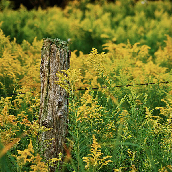 Post Art Print featuring the photograph Fence Post7139 by Michael Peychich