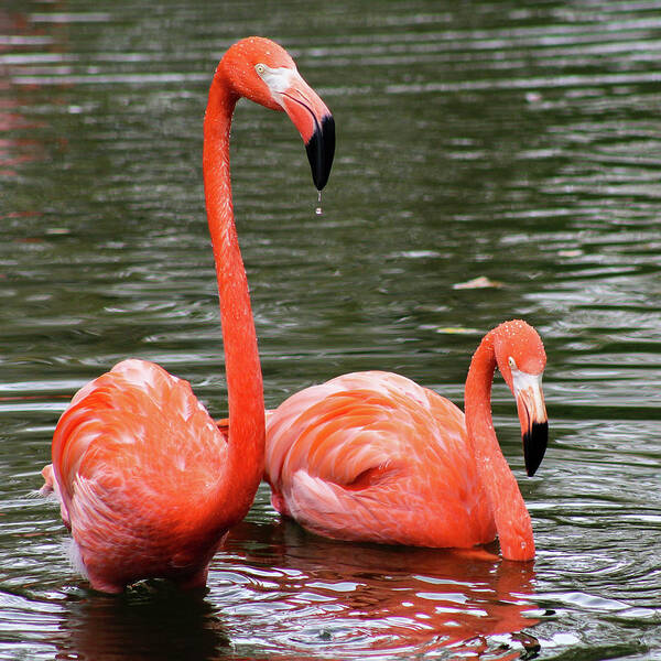 Flamingos Art Print featuring the photograph Flamingos by Holly Ross
