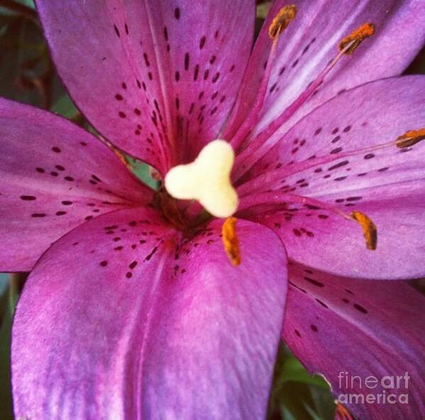 Lily Art Print featuring the photograph Flecked by Denise Railey