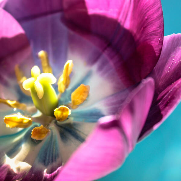 Tulip Art Print featuring the photograph Floater by Bobby Villapando