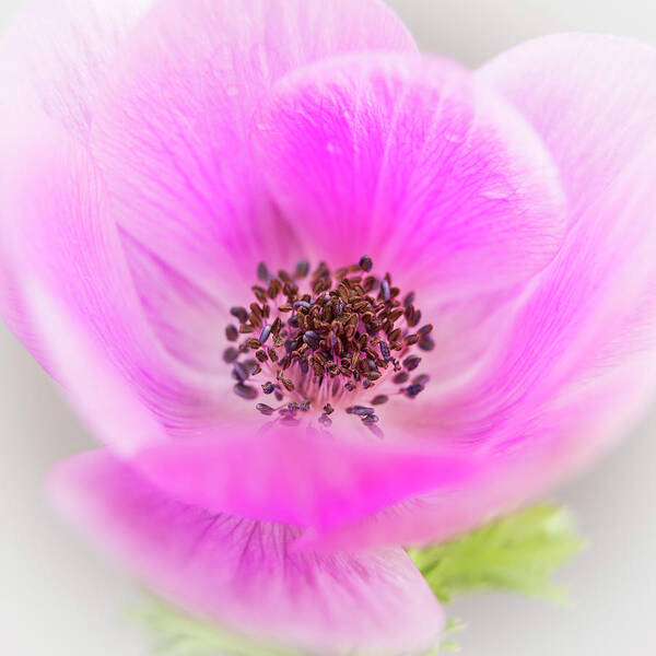 Anemone Art Print featuring the photograph Floating by Caitlyn Grasso