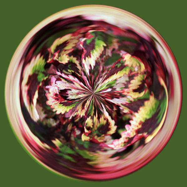 Flower Art Print featuring the photograph Floral Orb by Bill Barber