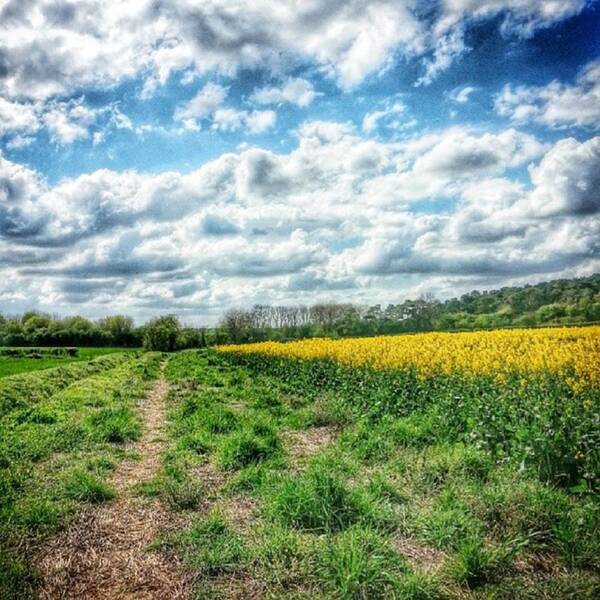 Beautiful Art Print featuring the photograph #flowers #flower #tagsforlikes by Vicki Field