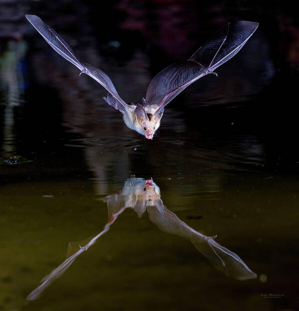 Bat Art Print featuring the photograph Flying Bat with Reflection by Judi Dressler