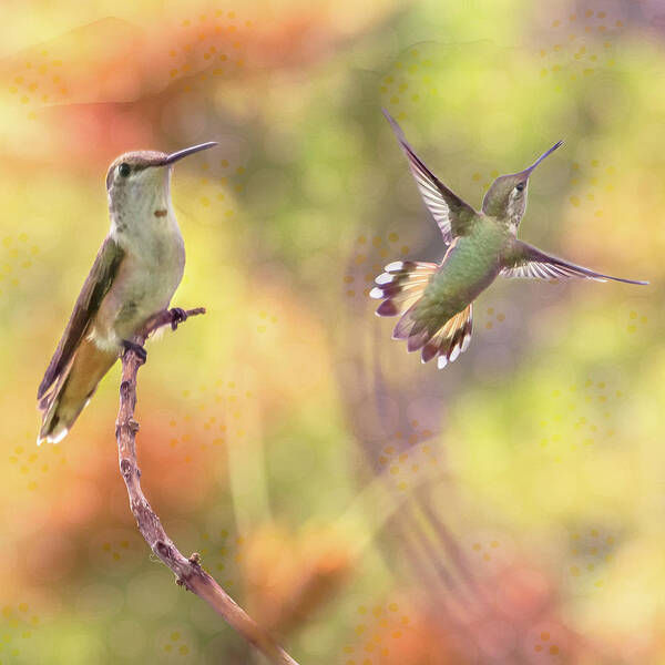 Hummingbird Art Print featuring the photograph Flying Gems by Jennifer Grossnickle