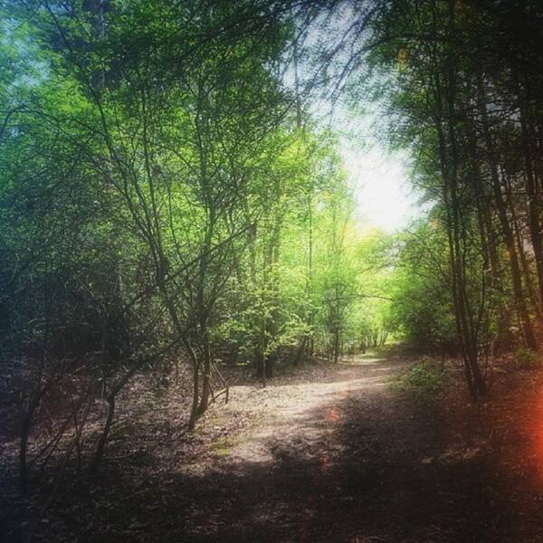 Beautiful Art Print featuring the photograph #forest #instagood #woods #trees by Vicki Field