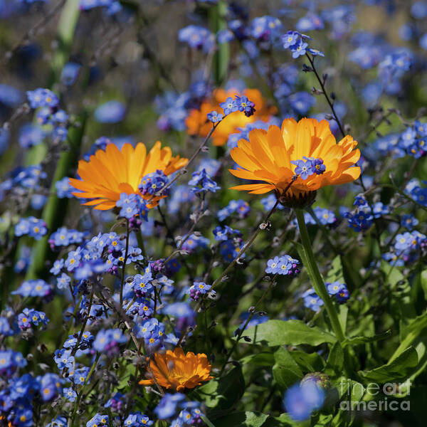 Orange Art Print featuring the photograph Forget-Me-Not Marigold by Terri Waters