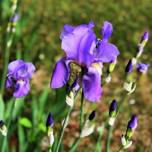Garden Art Print featuring the photograph Found These Beautiful Irises While On A by Megan Bishop