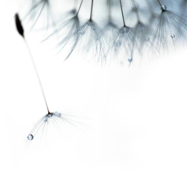 Macro Art Print featuring the photograph Free Fall by Rebecca Cozart