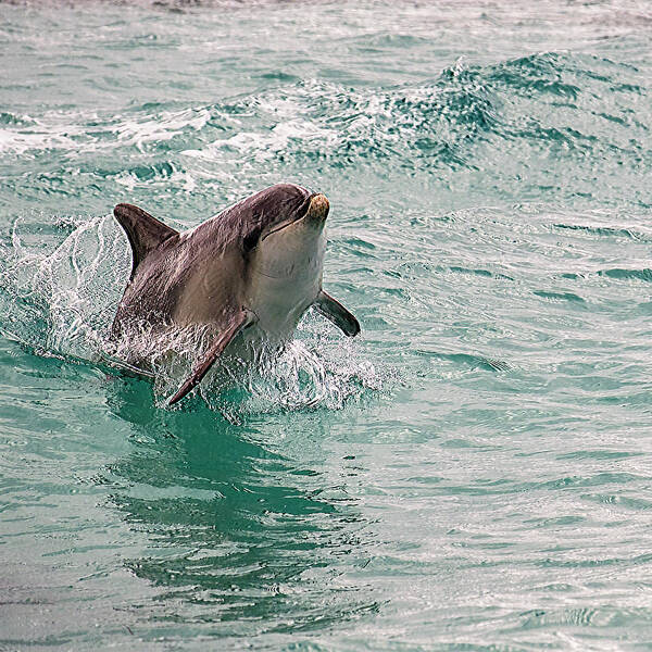 Dolphin Art Print featuring the photograph Freedom by Catherine Reading