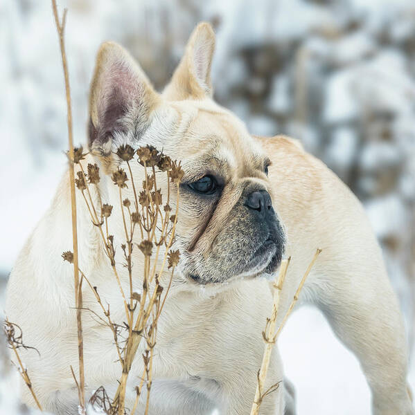 Snow Art Print featuring the photograph French Bulldog in the Snow by Jennifer Grossnickle