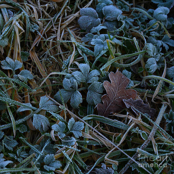 Dawn Frostings Art Print featuring the photograph Frostings 4 by Paul Davenport