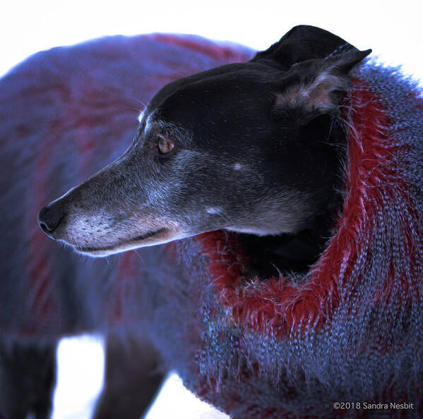 Dog Art Print featuring the photograph Fur Coat for Greyhound by Sandra Nesbit