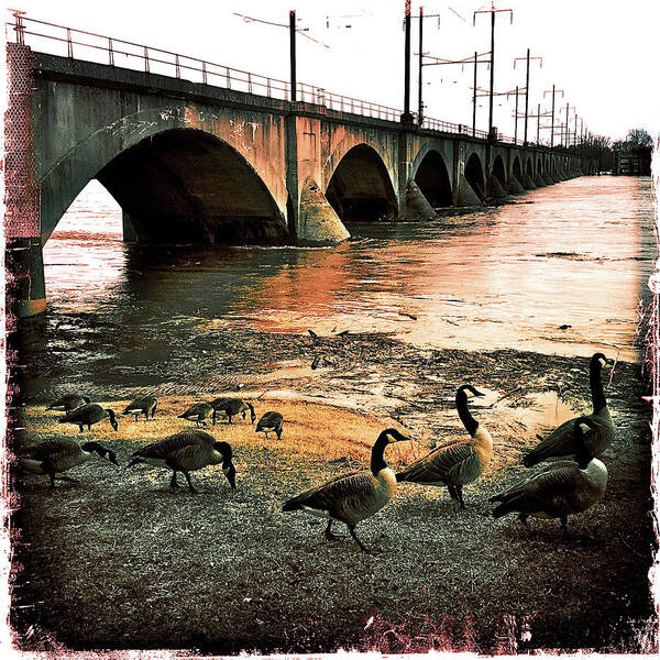 Geese Art Print featuring the photograph Geese On A Stroll by Kevyn Bashore