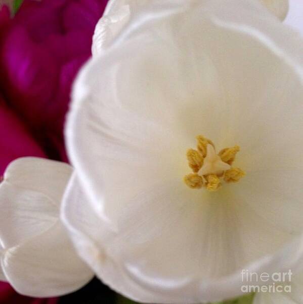 Flowers Art Print featuring the photograph Gentle			 by Denise Railey