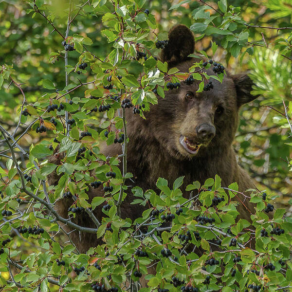 Berries Art Print featuring the photograph Getting Those Berries by Yeates Photography