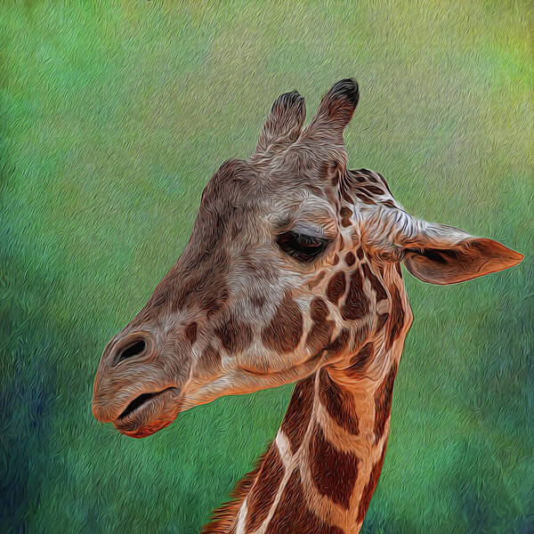 Giraffe Art Print featuring the photograph Giraffe Square Painted by Judy Vincent