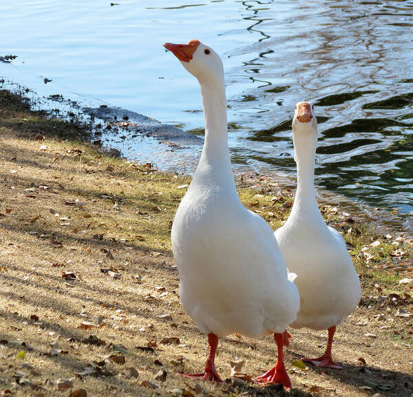 White Art Print featuring the photograph Going for a Walk by Laurel Powell