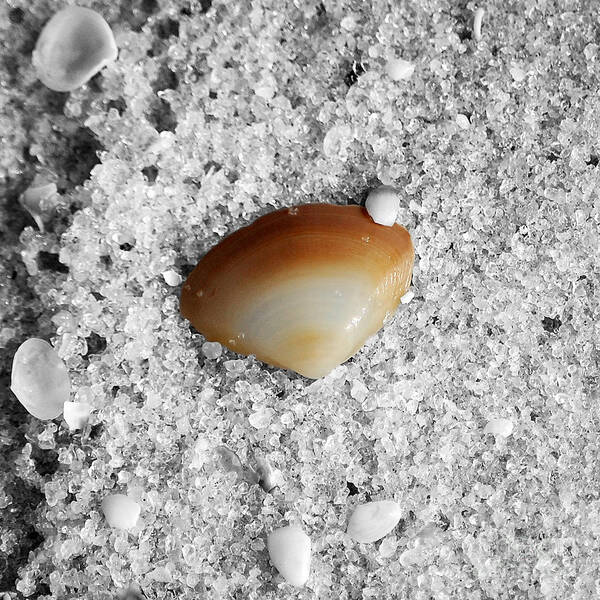 Shell Art Print featuring the photograph Golden Brown Sea Shell in Fine Wet Sand Macro Square Format Color Splash Black and White by Shawn O'Brien