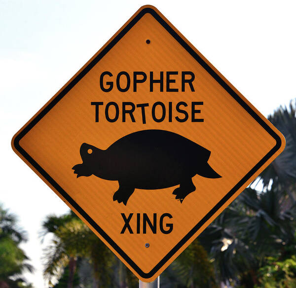 Everglades Art Print featuring the photograph Gopher Tortoise crossing sign by David Lee Thompson
