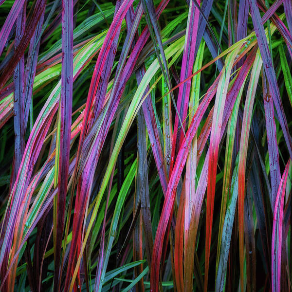 Colorful Art Print featuring the photograph Grass of Color by James Barber