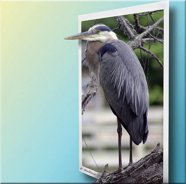 2d Art Print featuring the photograph Great Blue Heron by Brian Wallace